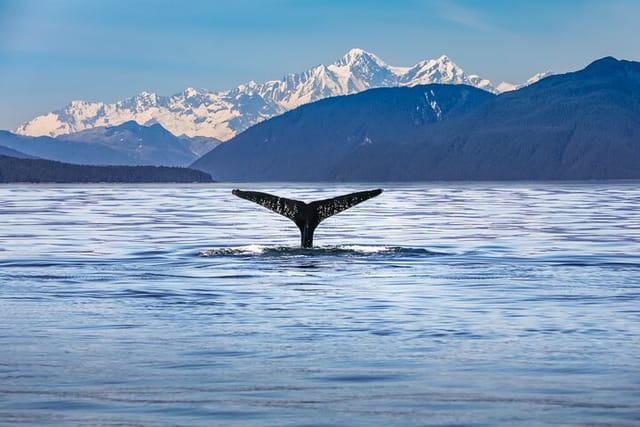 Kaikoura Day Tour with Whale Watching From Christchurch - Photo 1 of 9